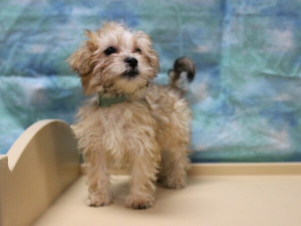 Morkie DOG Female GOLD 25215 Petland Racine, Wisconsin