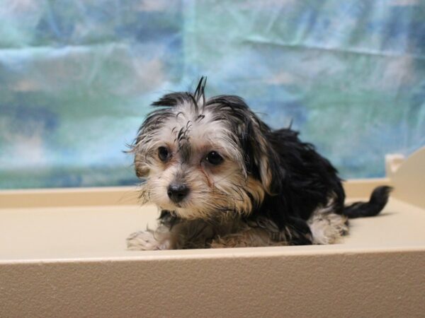 Morkie DOG Female B/T 25216 Petland Racine, Wisconsin