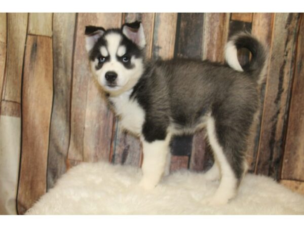 Siberian Husky-DOG-Male-Black / White-16059-Petland Racine, Wisconsin
