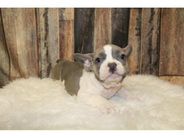 French Bulldog-DOG-Male-Blue / White-16065-Petland Racine, Wisconsin