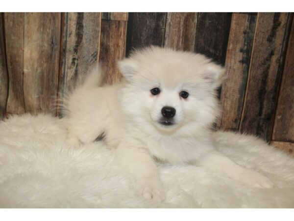 American Eskimo / Alaskan Klee Kia-DOG-Male-White-16066-Petland Racine, Wisconsin