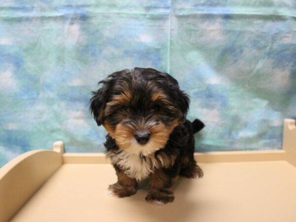 Yorkiepoo DOG Male Black / Tan 25248 Petland Racine, Wisconsin