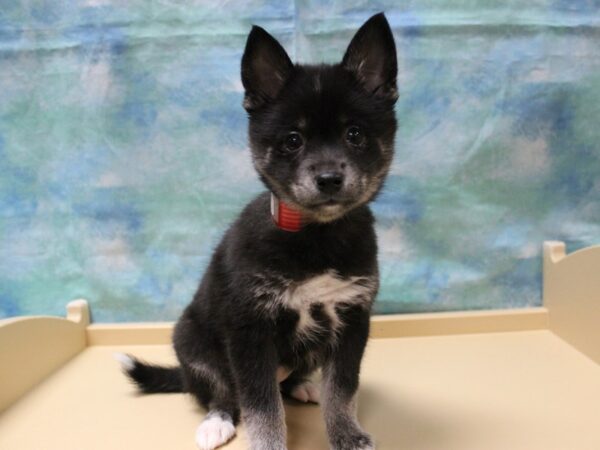 American Eskimo/Alaskan Klee Kai-DOG-Female-Black / White-25244-Petland Racine, Wisconsin