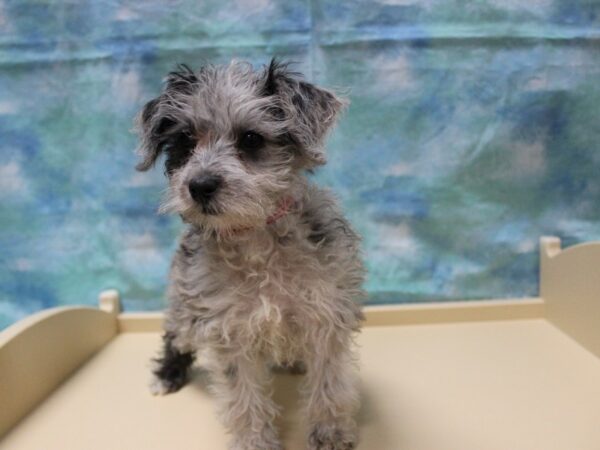 Schnoodle-DOG-Female-Blue Merle-25247-Petland Racine, Wisconsin
