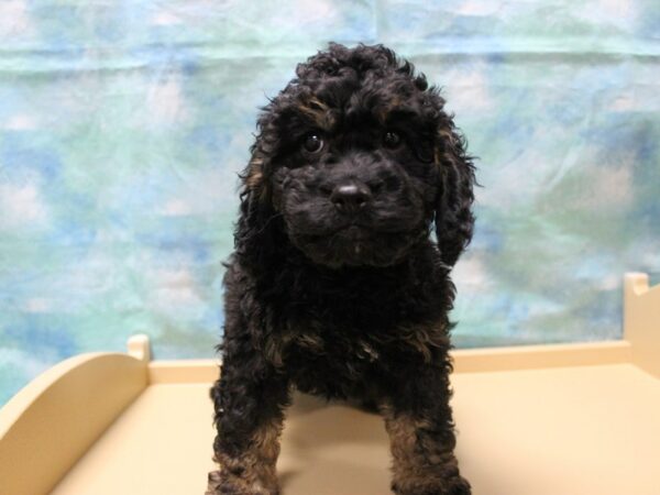 Cockapoo DOG Male Black 25232 Petland Racine, Wisconsin