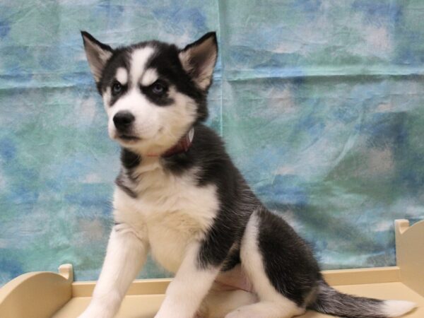 Siberian Husky-DOG-Female-Black / White-25240-Petland Racine, Wisconsin