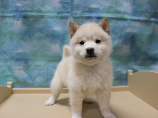 Shiba Inu-DOG-Male-Cream-25234-Petland Racine, Wisconsin