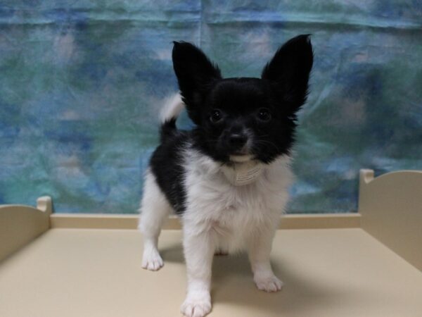 Papillon DOG Male Black / White 25242 Petland Racine, Wisconsin