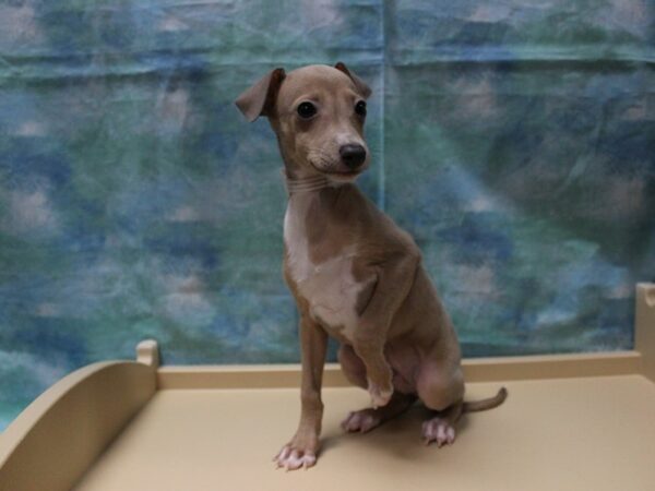 Italian Greyhound DOG Male Blue Fawn 25245 Petland Racine, Wisconsin