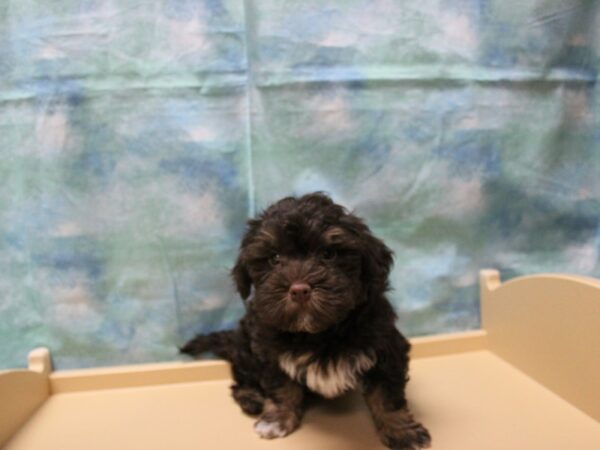 Havanese-DOG-Male-Chocolate / White-25239-Petland Racine, Wisconsin