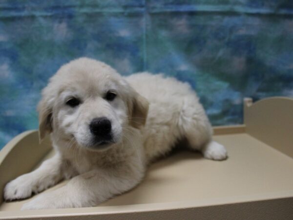 Golden Retriever-DOG-Female-Golden-25237-Petland Racine, Wisconsin
