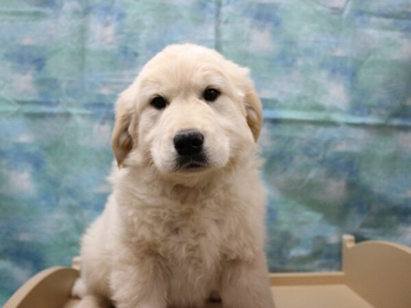 Golden Retriever-DOG-Male-Golden-25238-Petland Racine, Wisconsin