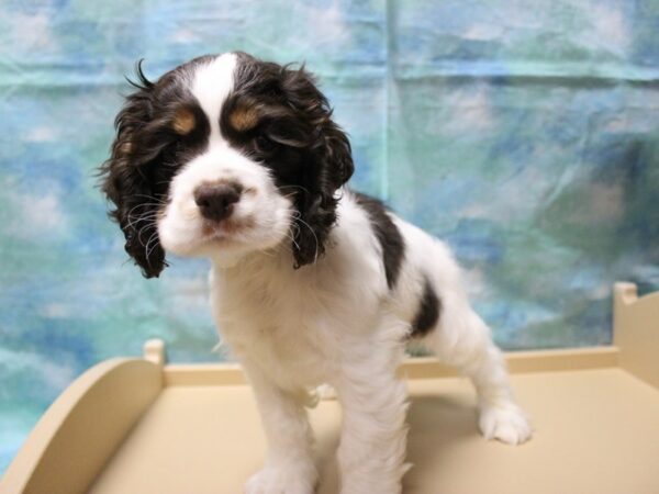 Cocker Spaniel-DOG-Male-Brown / White-25233-Petland Racine, Wisconsin