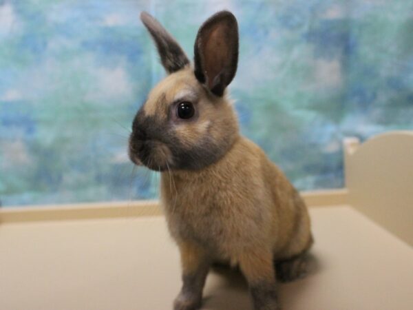 Netherland Dwarf-RABBIT-Male--25221-Petland Racine, Wisconsin