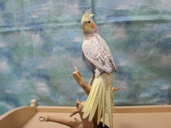 Cockatiel-BIRD--pearl-25168-Petland Racine, Wisconsin