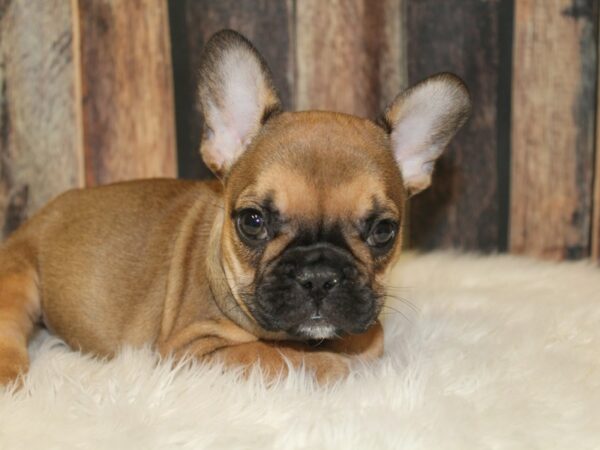 French Bulldog-DOG-Female-Fawn-16068-Petland Racine, Wisconsin
