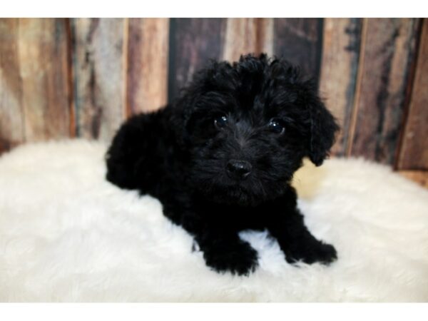 Mini Schnoodle-DOG-Female-Black-16070-Petland Racine, Wisconsin