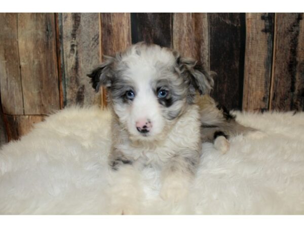 Poodle/Toy Australian Shepherd DOG Female Blue Merle 16073 Petland Racine, Wisconsin