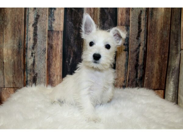 West Highland White Terrier DOG Female White 16075 Petland Racine, Wisconsin