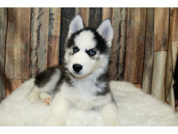 Siberian Husky-DOG-Male-Black / White-16077-Petland Racine, Wisconsin