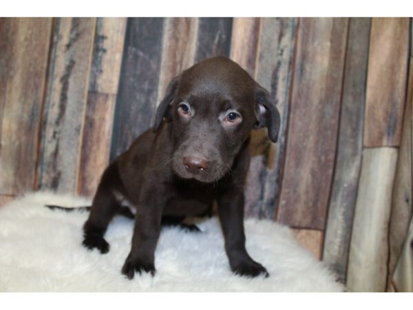 Labrador Retriever-DOG-Male-Chocolate-16078-Petland Racine, Wisconsin