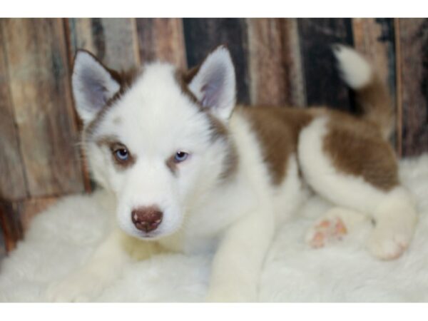 Siberian Husky-DOG-Female-Red / White-16079-Petland Racine, Wisconsin