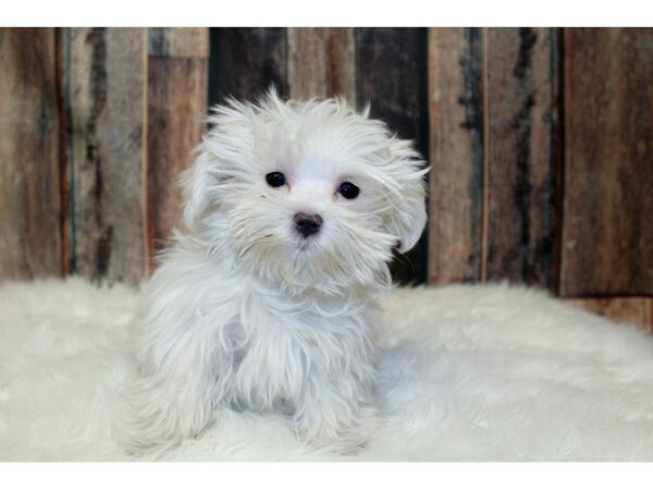 Maltese-DOG-Female-White-16085-Petland Racine, Wisconsin