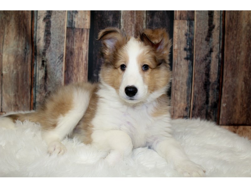 Shetland Sheepdog