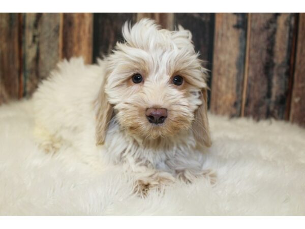 Goldendoodle Mini 2nd Gen-DOG-Male-Cream-16090-Petland Racine, Wisconsin
