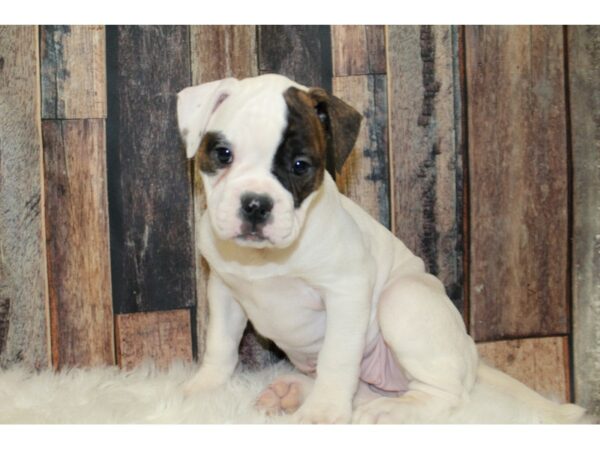 American Bulldog-DOG-Female--16093-Petland Racine, Wisconsin