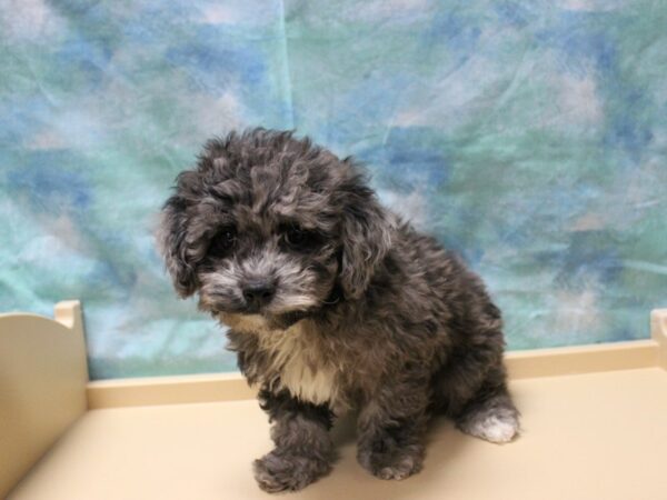 Cavapoo 2nd Gen-DOG-Male-Blue Merle-25265-Petland Racine, Wisconsin