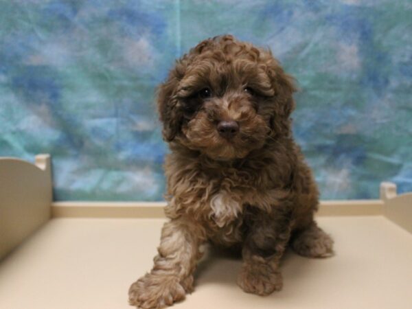Poodle-DOG-Male-Red Merle-25266-Petland Racine, Wisconsin