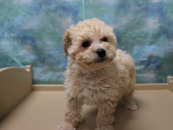 Bichonpoo-DOG-Male-Apricot-25259-Petland Racine, Wisconsin