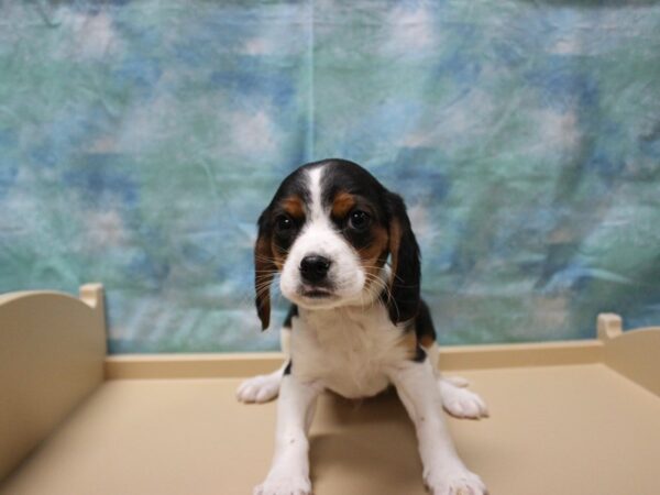 CavaBea-DOG-Male-Black Tan / White-25271-Petland Racine, Wisconsin