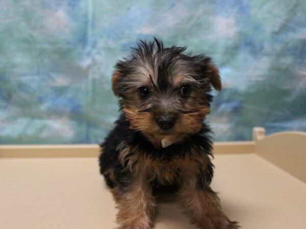 Silky Terrier-DOG-Female-Black / Tan-25269-Petland Racine, Wisconsin