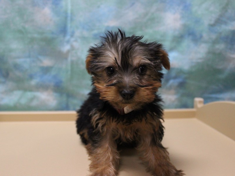 Silky Terrier