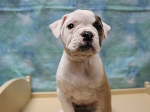 American Bulldog DOG Female RD/WH 25274 Petland Racine, Wisconsin