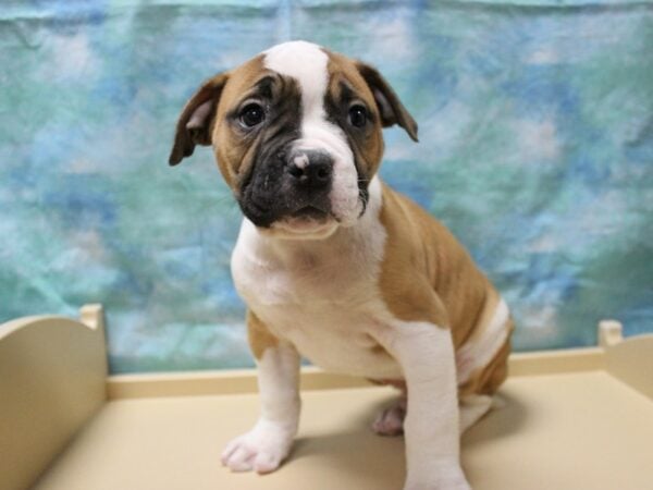 American Bulldog DOG Male RD/WH 25273 Petland Racine, Wisconsin