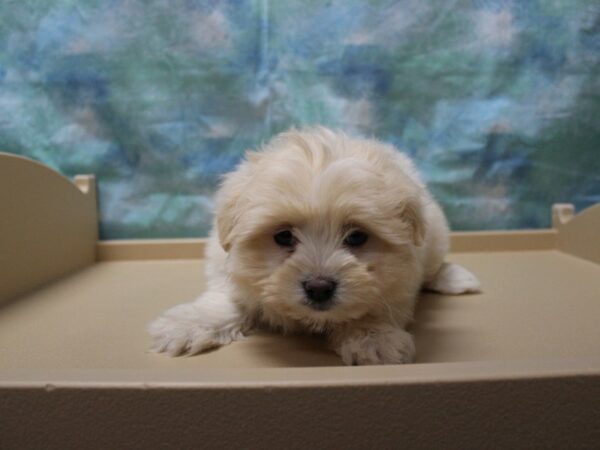 Pomeranian/ Teddy Bear-DOG-Female-Cream-25272-Petland Racine, Wisconsin