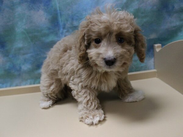 Schnoodle-DOG-Female-Blue Merle-25267-Petland Racine, Wisconsin