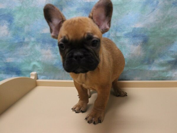 French Bulldog-DOG-Male-Red Fawn-25257-Petland Racine, Wisconsin