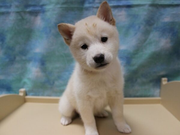 Shiba Inu-DOG-Female-Cream-25264-Petland Racine, Wisconsin