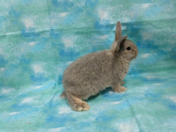 English Angora/Holland Lop-RABBIT-Male-chinchilla-25284-Petland Racine, Wisconsin