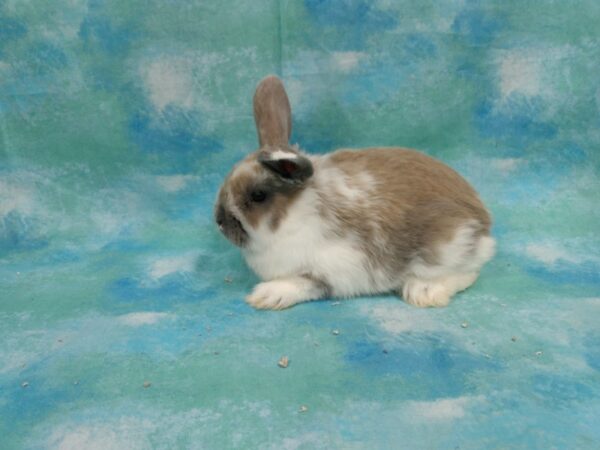 Holland Lop-RABBIT-Male-broken red-25289-Petland Racine, Wisconsin