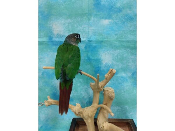 Green Cheek Conure-BIRD---25277-Petland Racine, Wisconsin