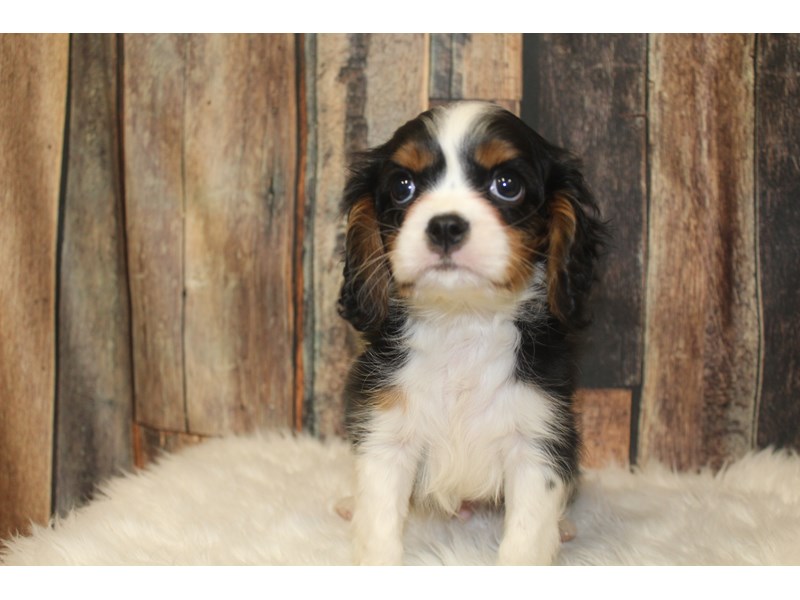 Cavalier King Charles Spaniel