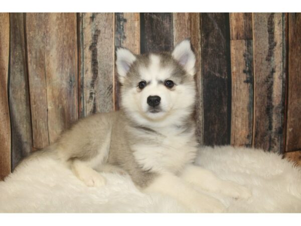 American Eskimo Dog/Siberian Husky-DOG-Female-Black / White-16096-Petland Racine, Wisconsin