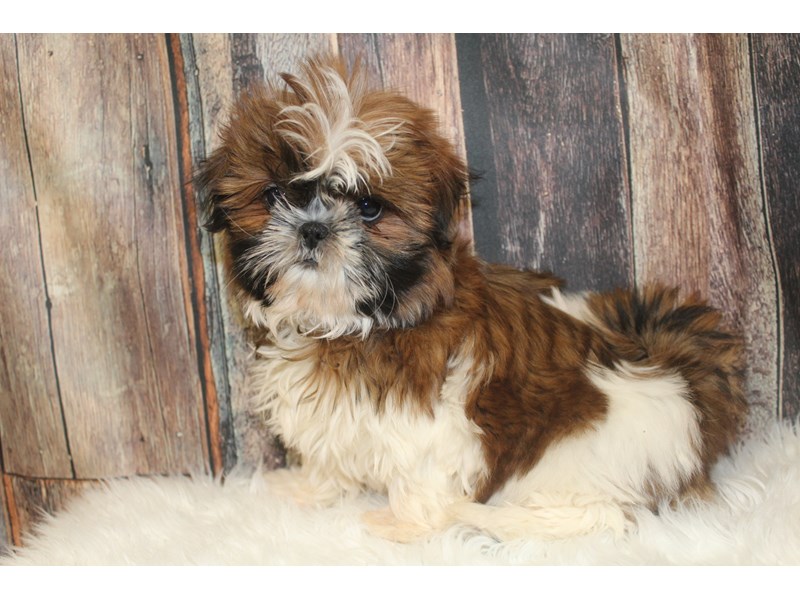 Shih Tzu