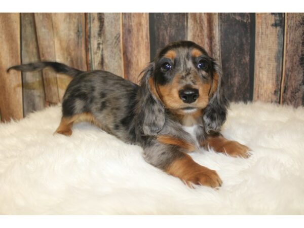 Dachshund-DOG-Male-Silver Dapple-16103-Petland Racine, Wisconsin