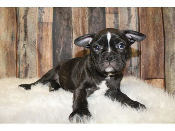 Frenchton DOG Male Black/White 16106 Petland Racine, Wisconsin